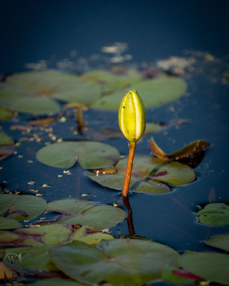 water lillies-5.jpg