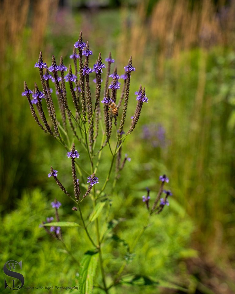 flowers in the zoo-3.jpg
