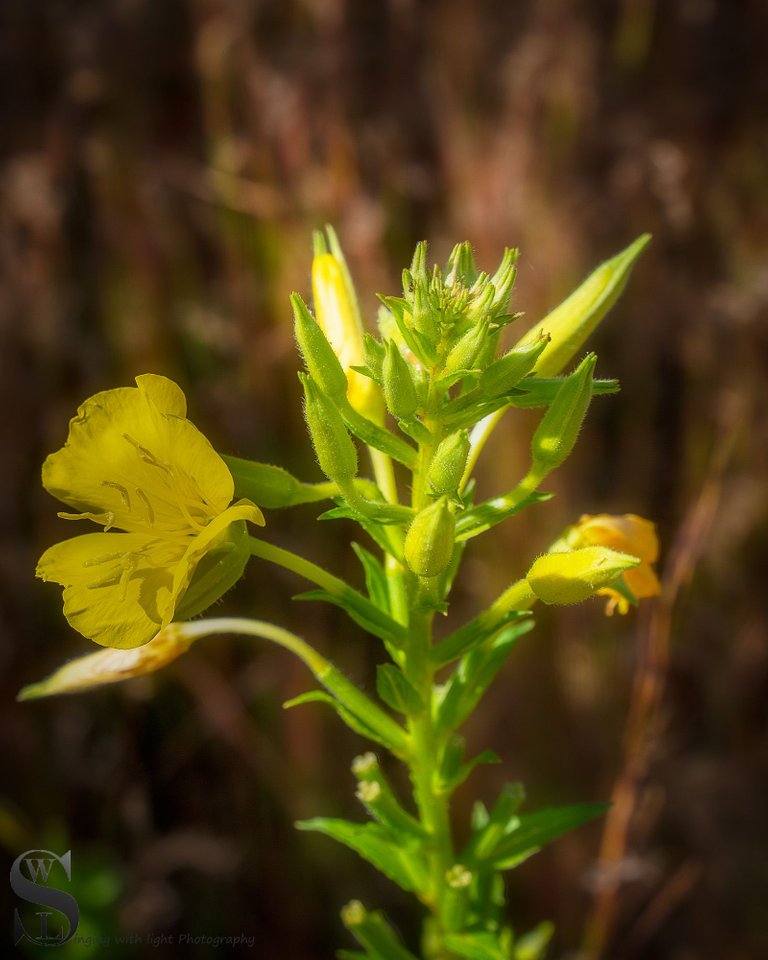 flowers-2.jpg