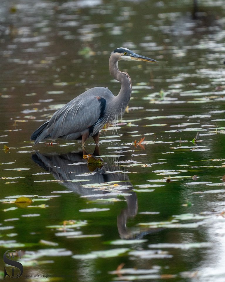 birds at the pond-3.jpg