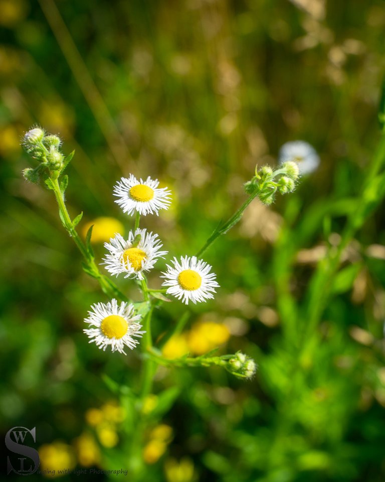 sb flowers and fungi-4.jpg