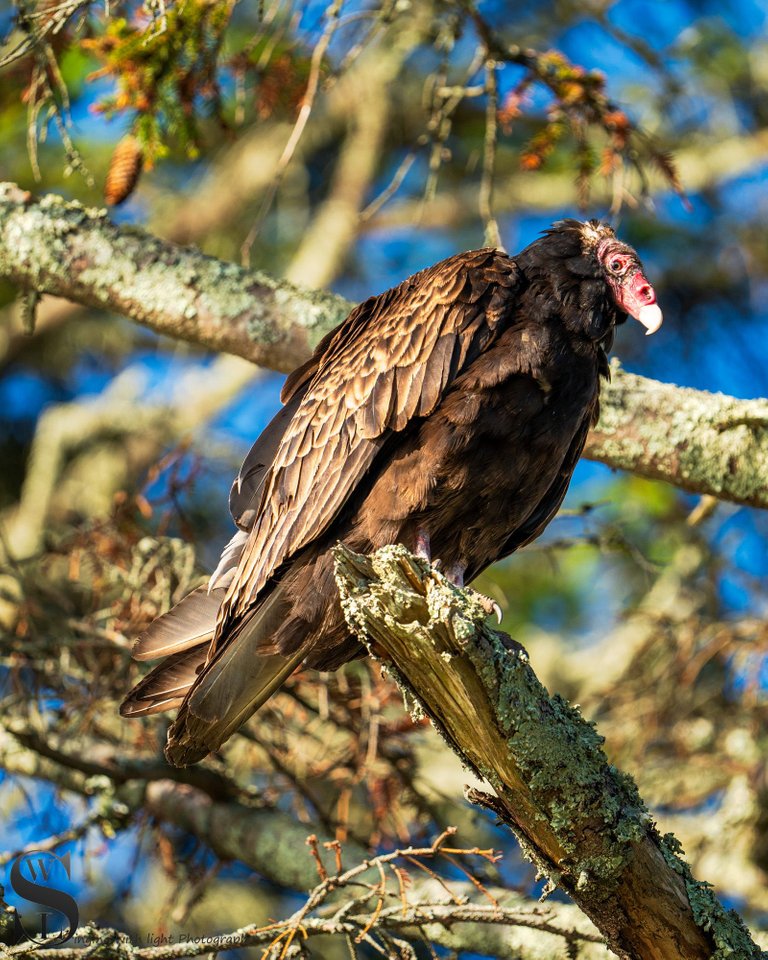 turkey Vulture-5.jpg