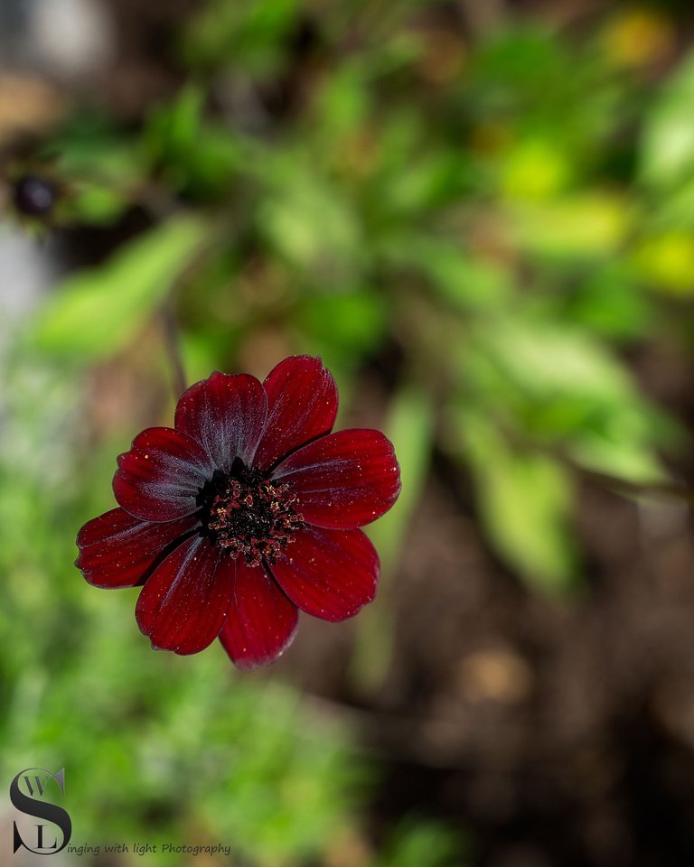flowers and plants-5.jpg
