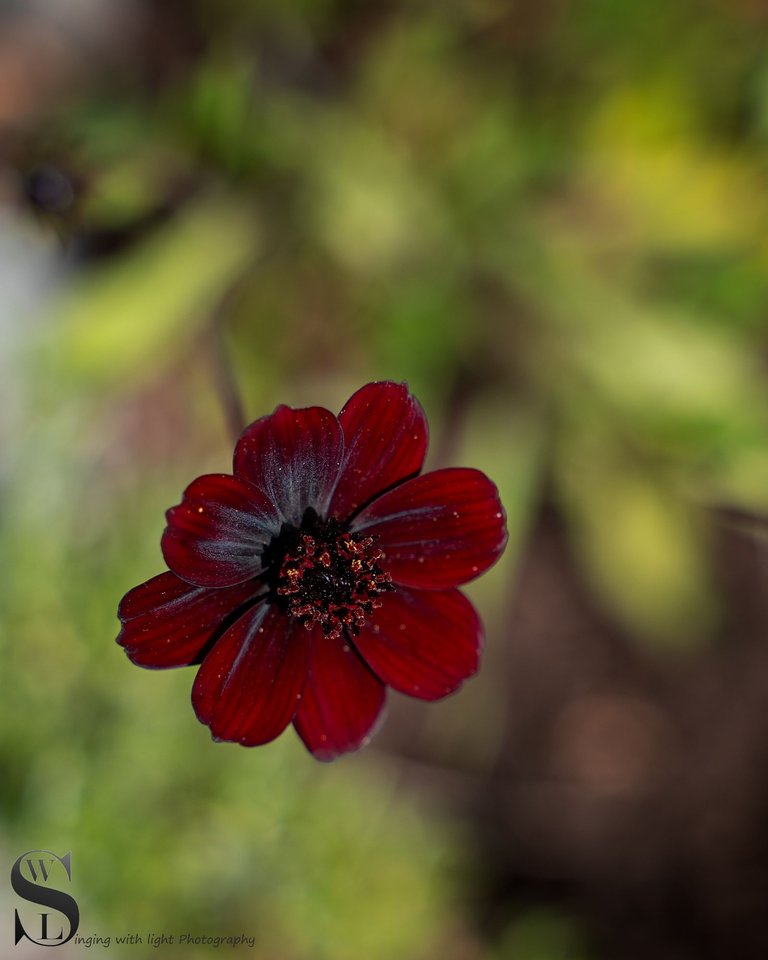 haskell flowers-2.jpg