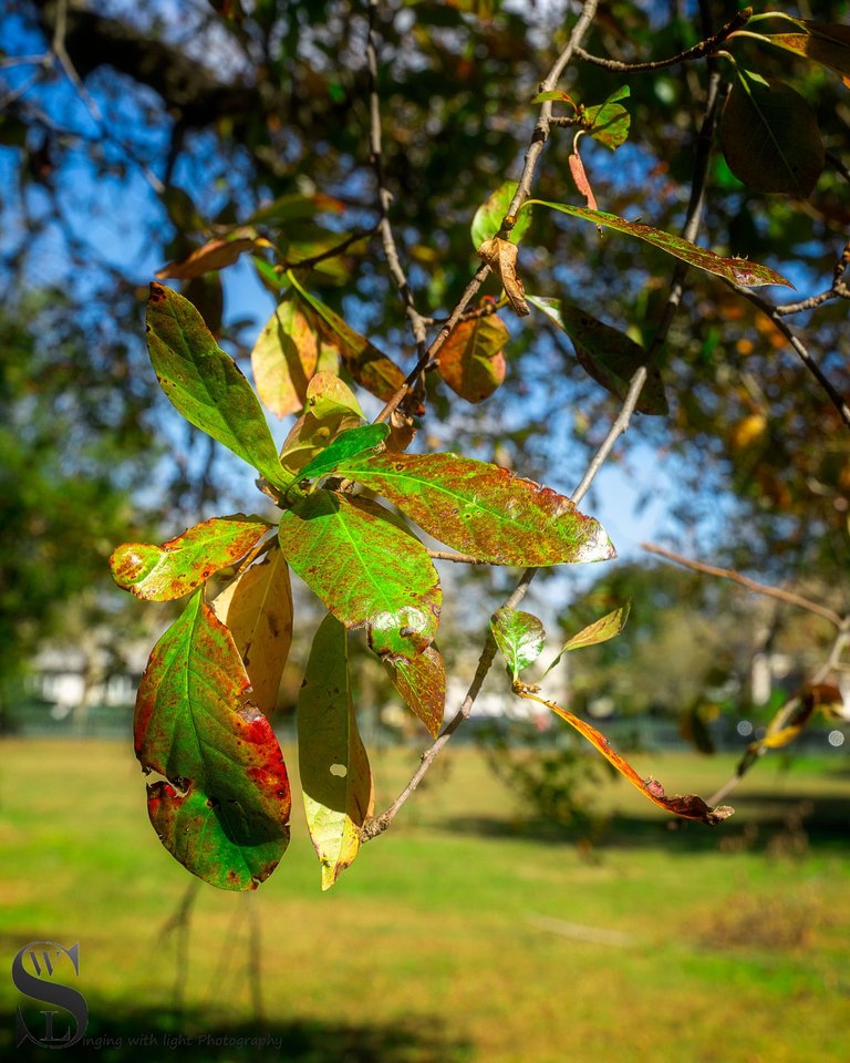 hazelwood park fall colors_-4.jpg