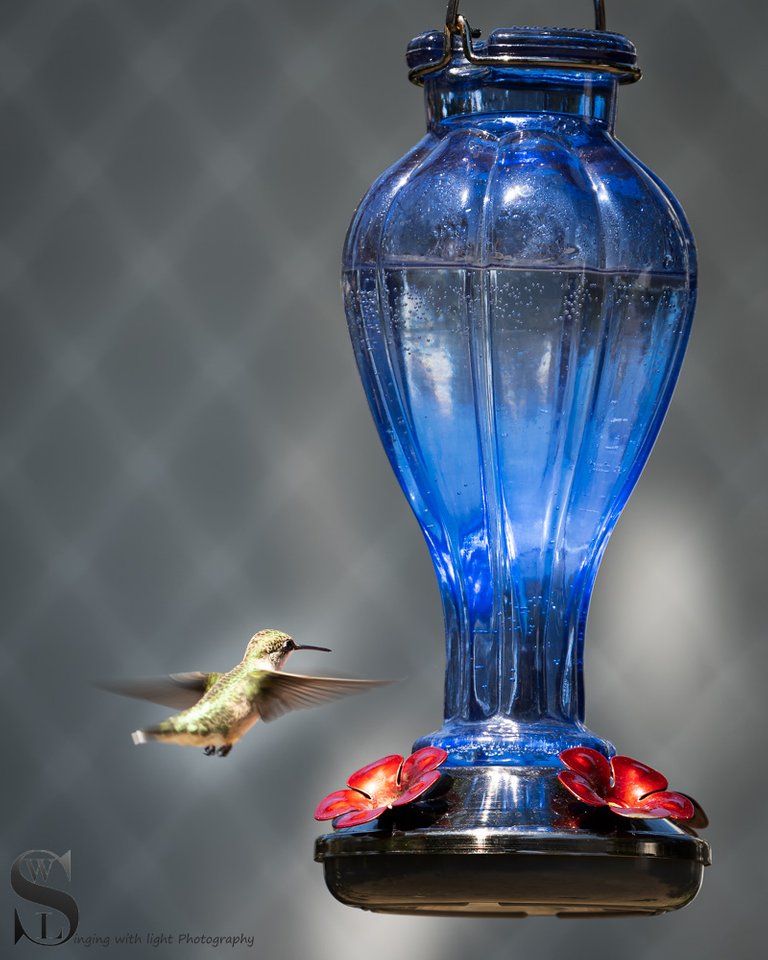 hummingbird-2.jpg