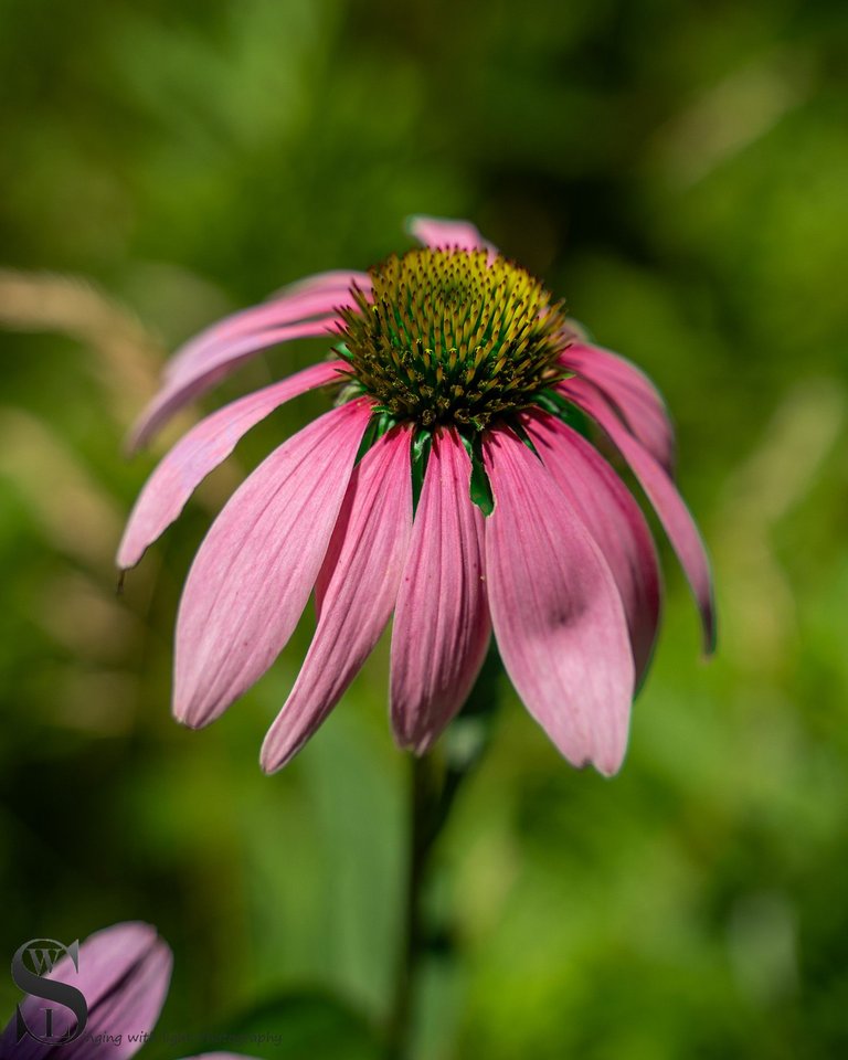 flowers in the zoo-4.jpg