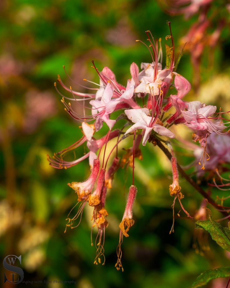 blossoms and bees-3.jpg