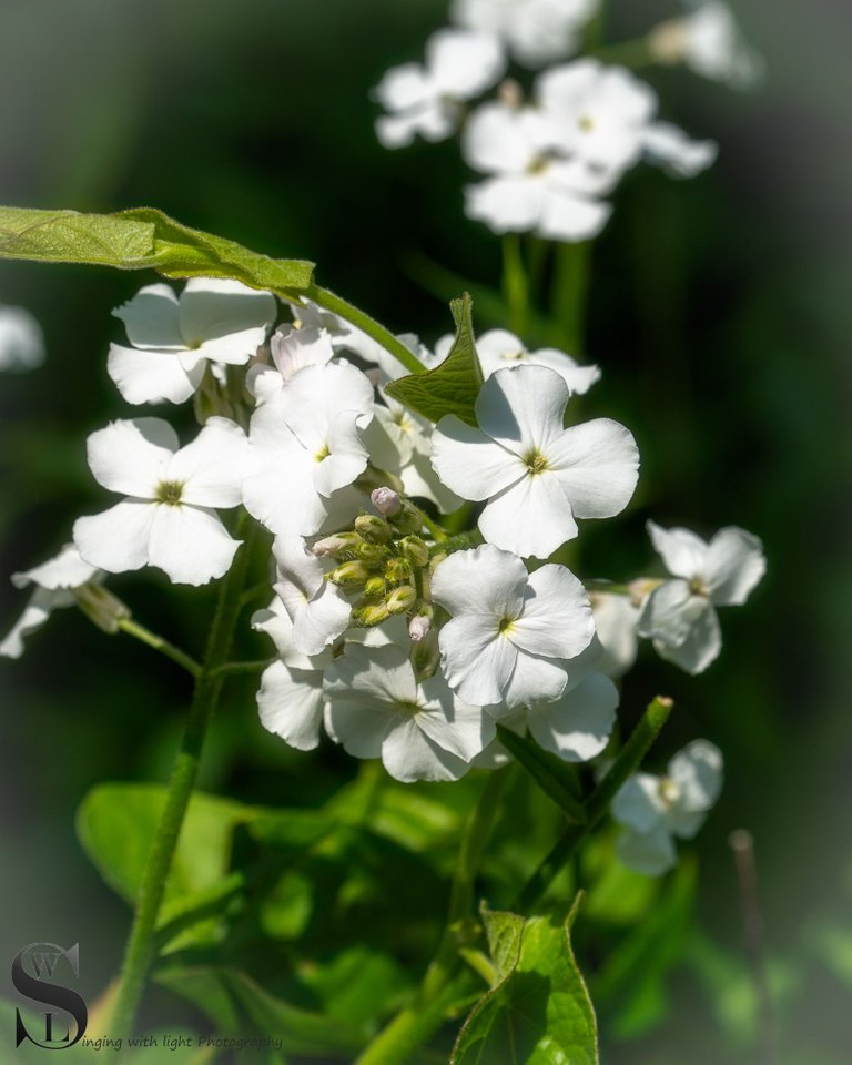 sb flowers in sawmill-2.jpg