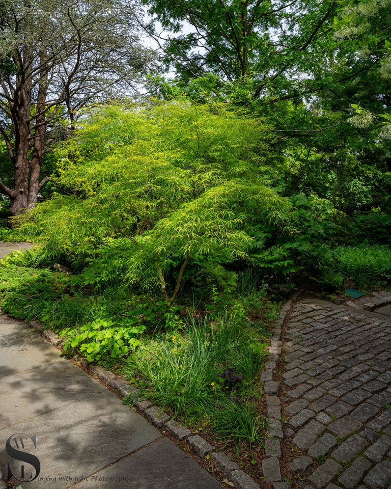 haskell gardens.jpg