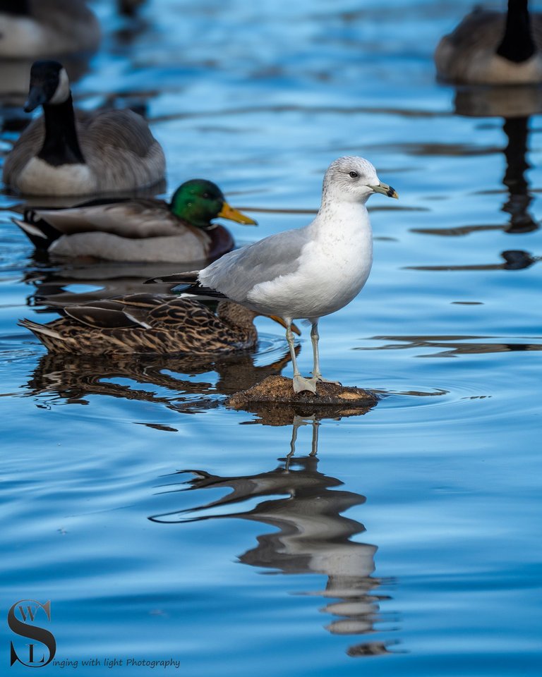 seagulls-3.jpg