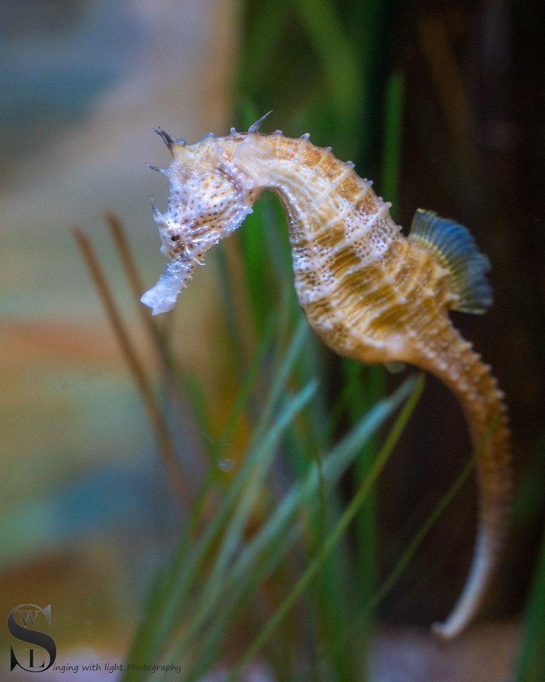 zoo fish-5.jpg