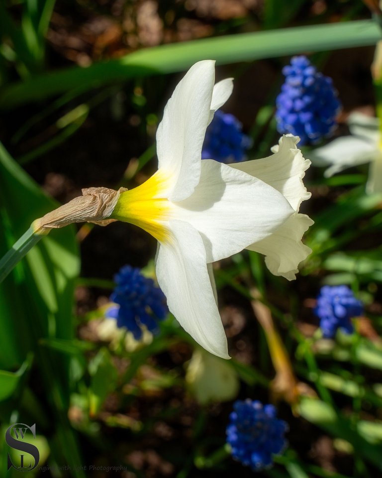 sb spring flowers.jpg