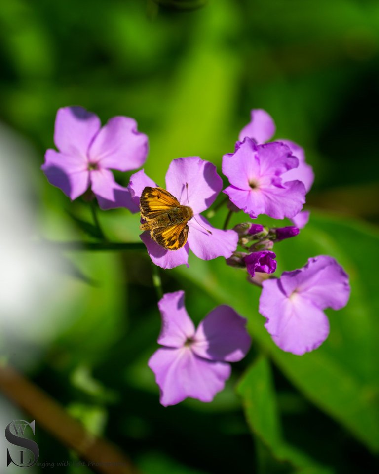 sb flowers in sawmill-4.jpg