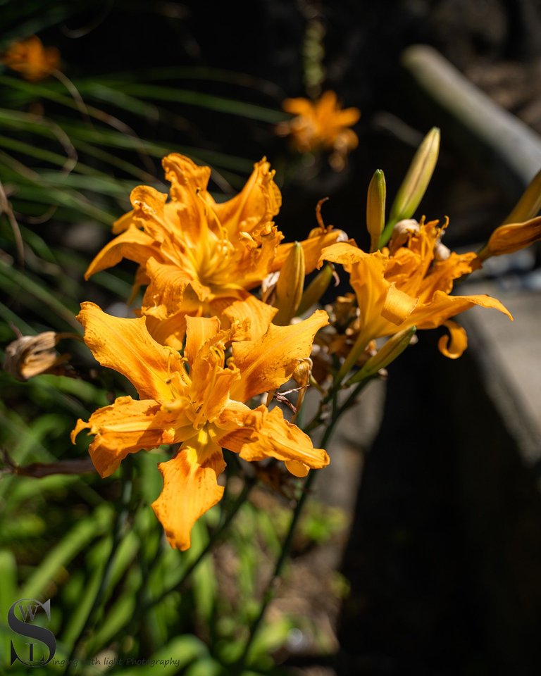 flowers in the zoo-2.jpg