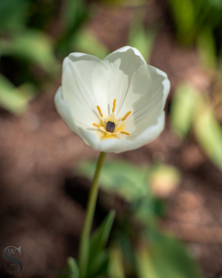 flowers and blossoms.jpg