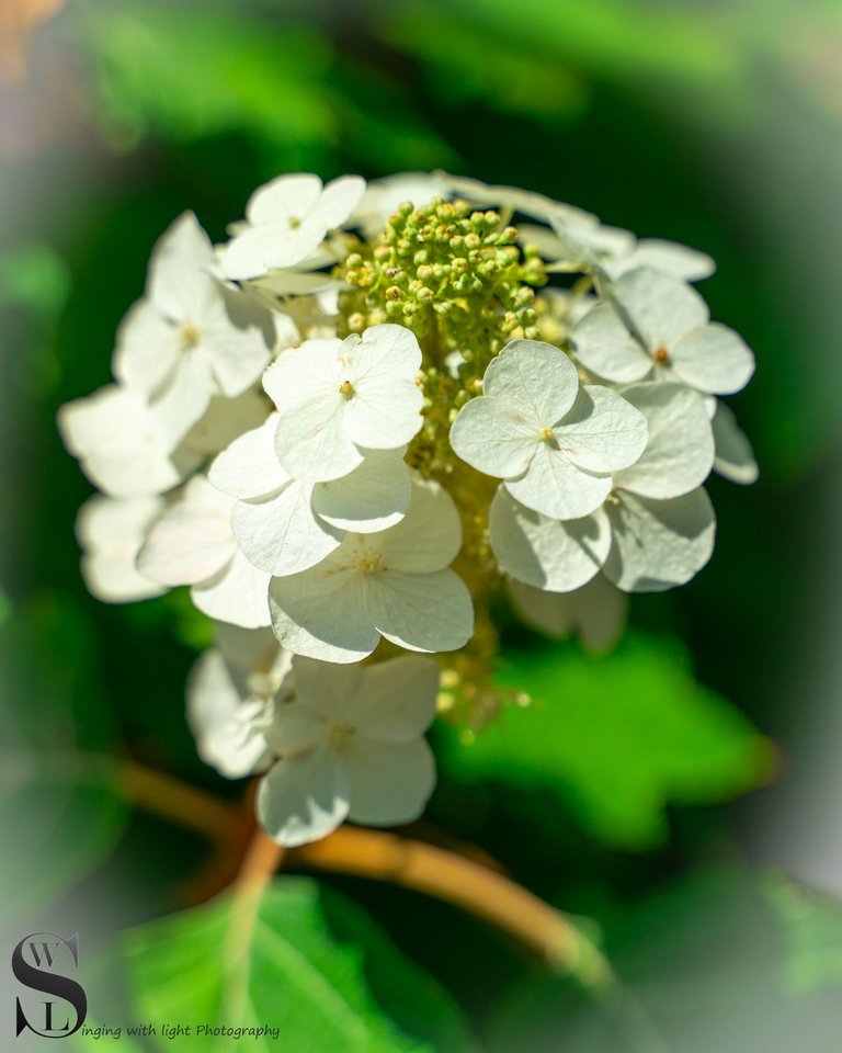 flowers in the zoo.jpg