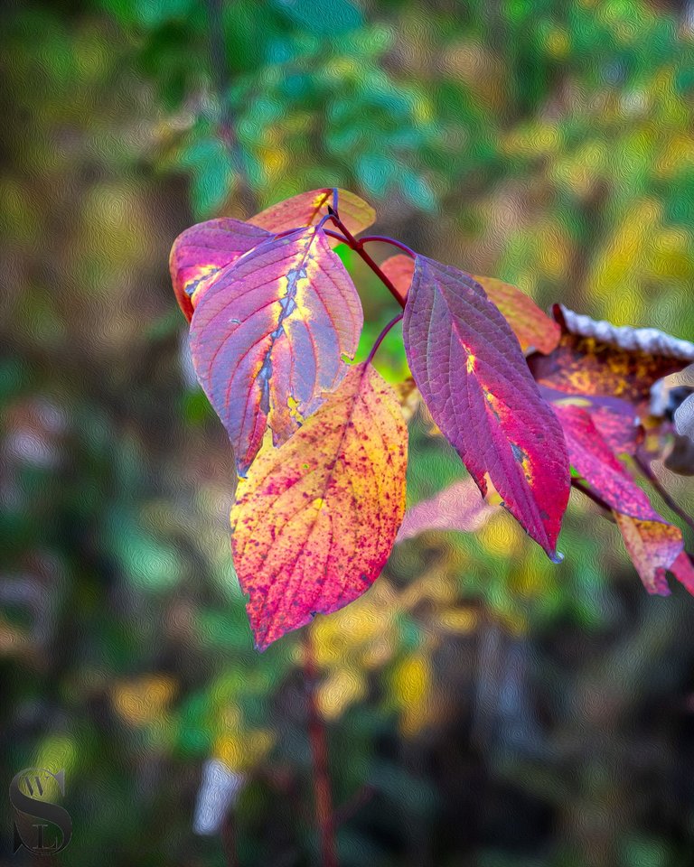 fall foliage-3.jpg