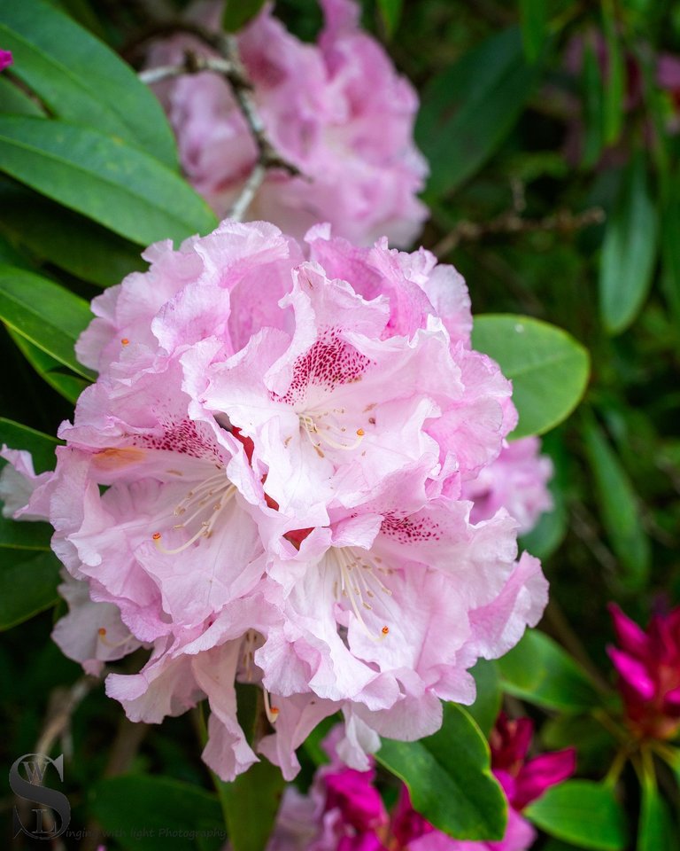 haskell flowers-4.jpg