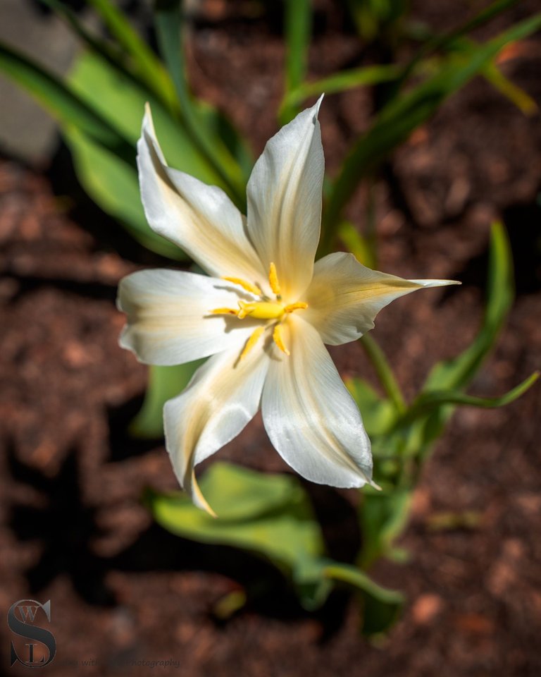 sb spring-3.jpg
