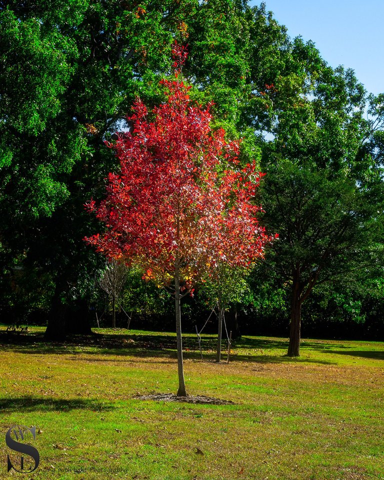 hazelwood park fall colors_-6.jpg
