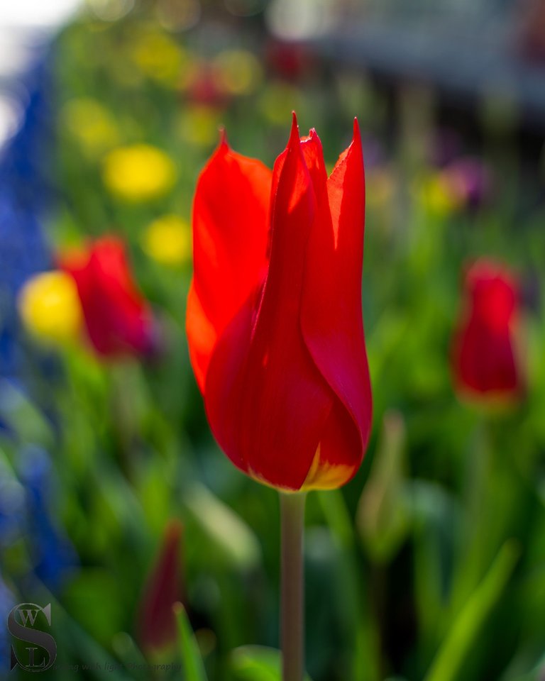 flowers haskell gardens-4.jpg