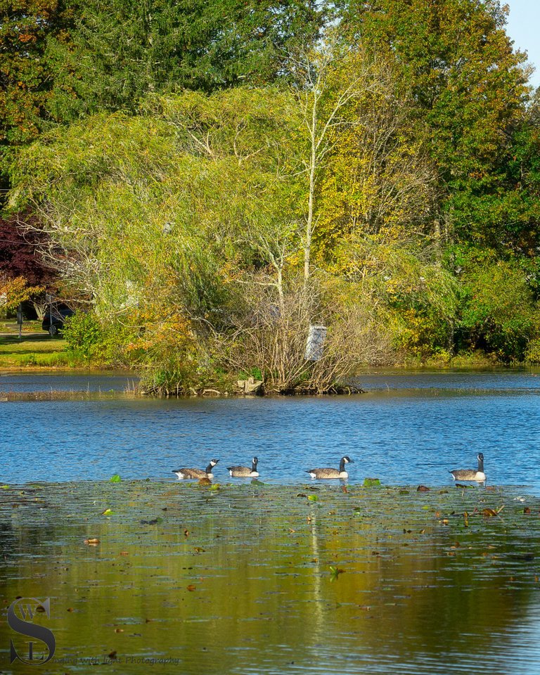 birds on the pond-5.jpg