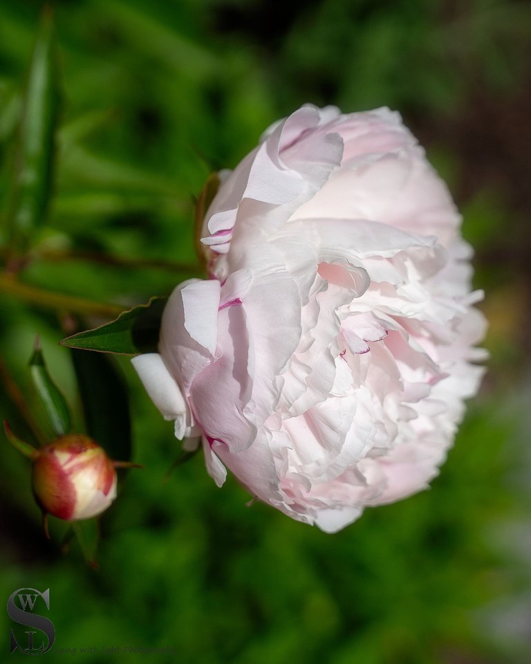 hskell flowers-3.jpg