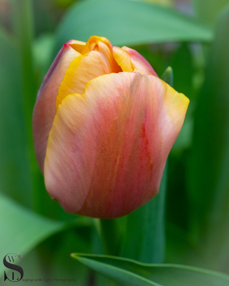 sb tulips-4.jpg