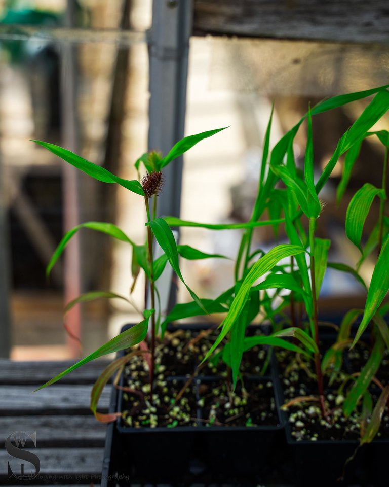flowers and plants-3.jpg