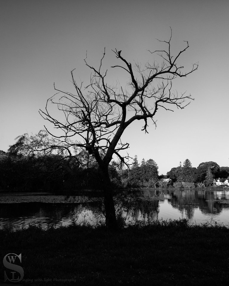 mono trees-3.jpg