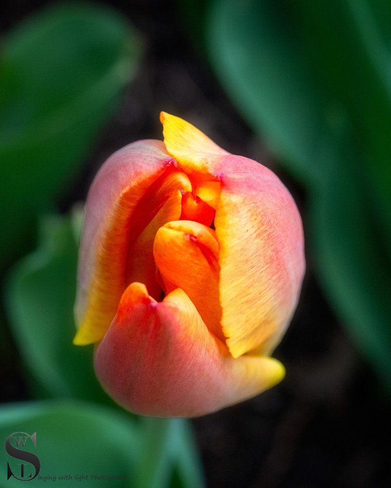 sb tulips-6.jpg