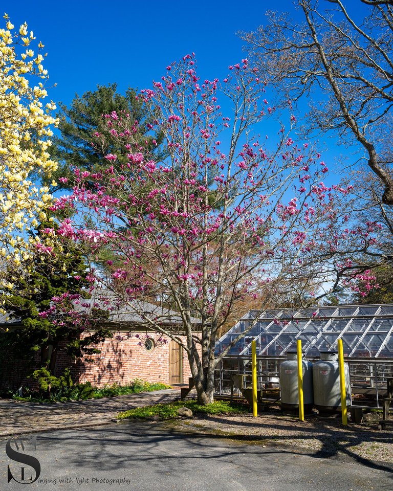 blossoms haskell gardens-2.jpg