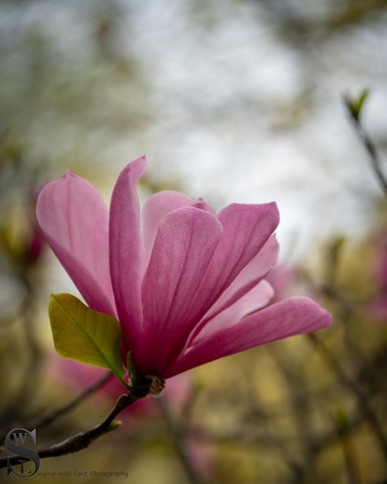 sb blossoms-5.jpg