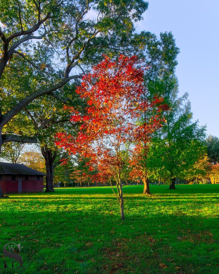 fall hazelwood park-2.jpg