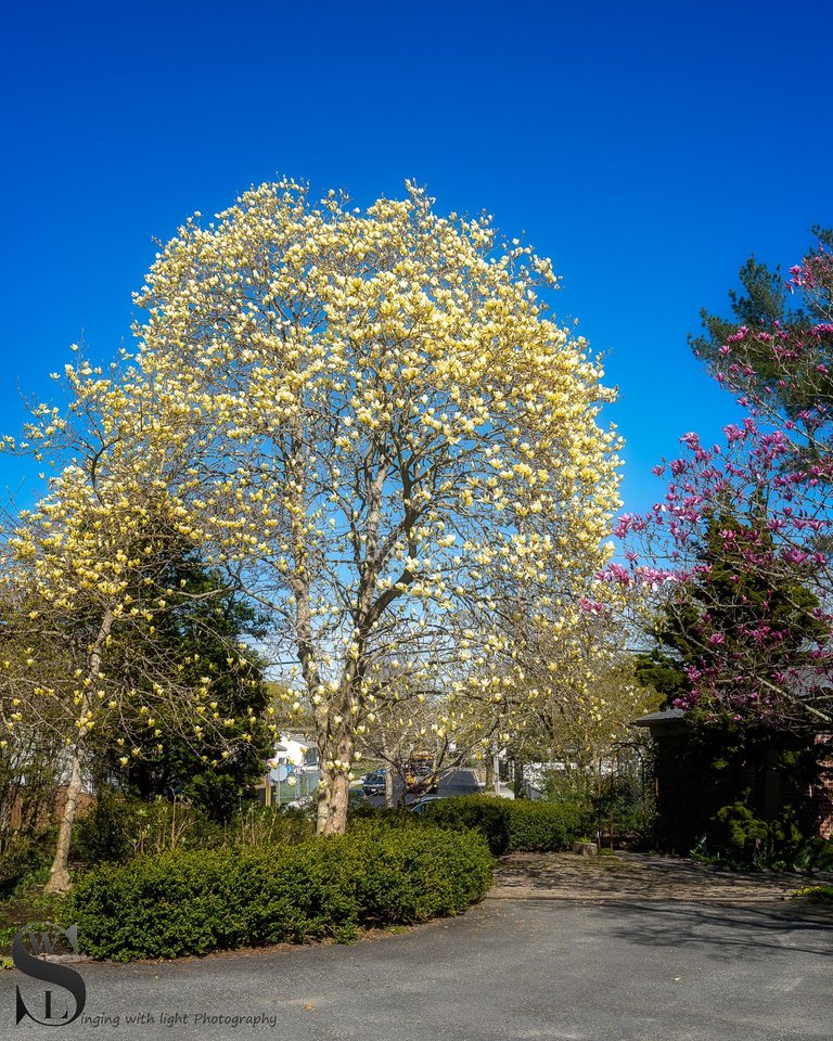 blossoms haskell gardens.jpg