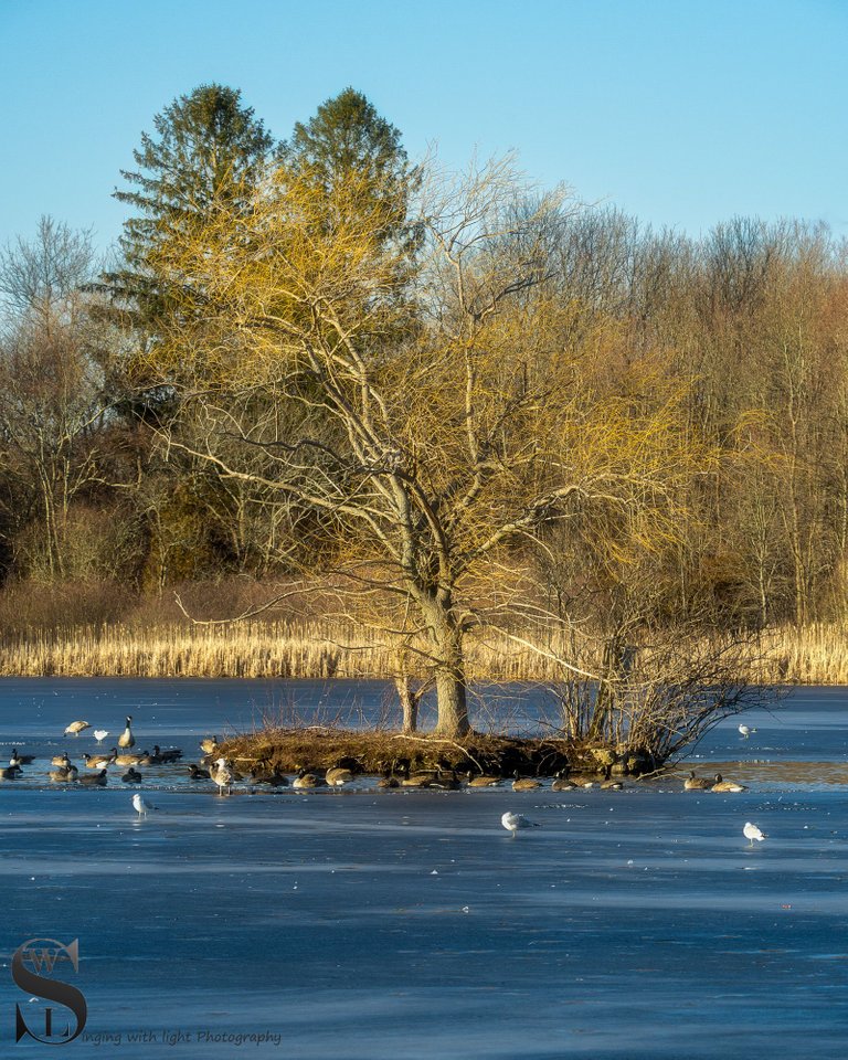 the tree on the pond.jpg