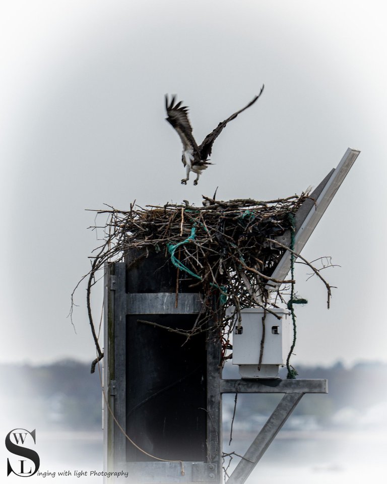 osprey and heron-4.jpg