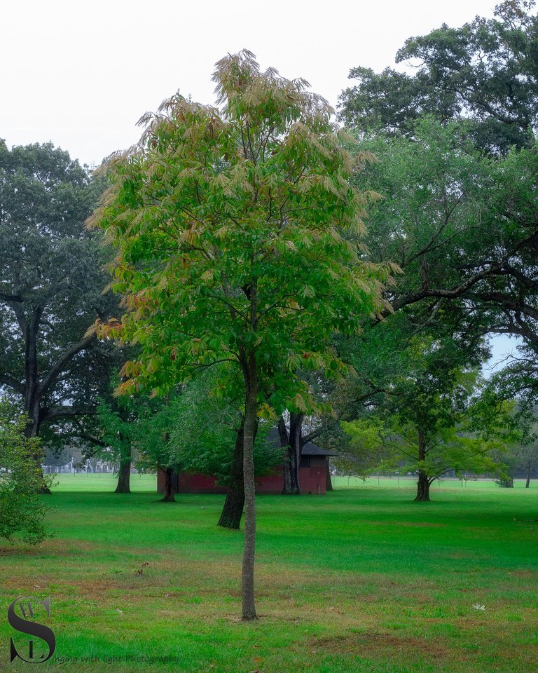 trees buttonwood Park-4.jpg