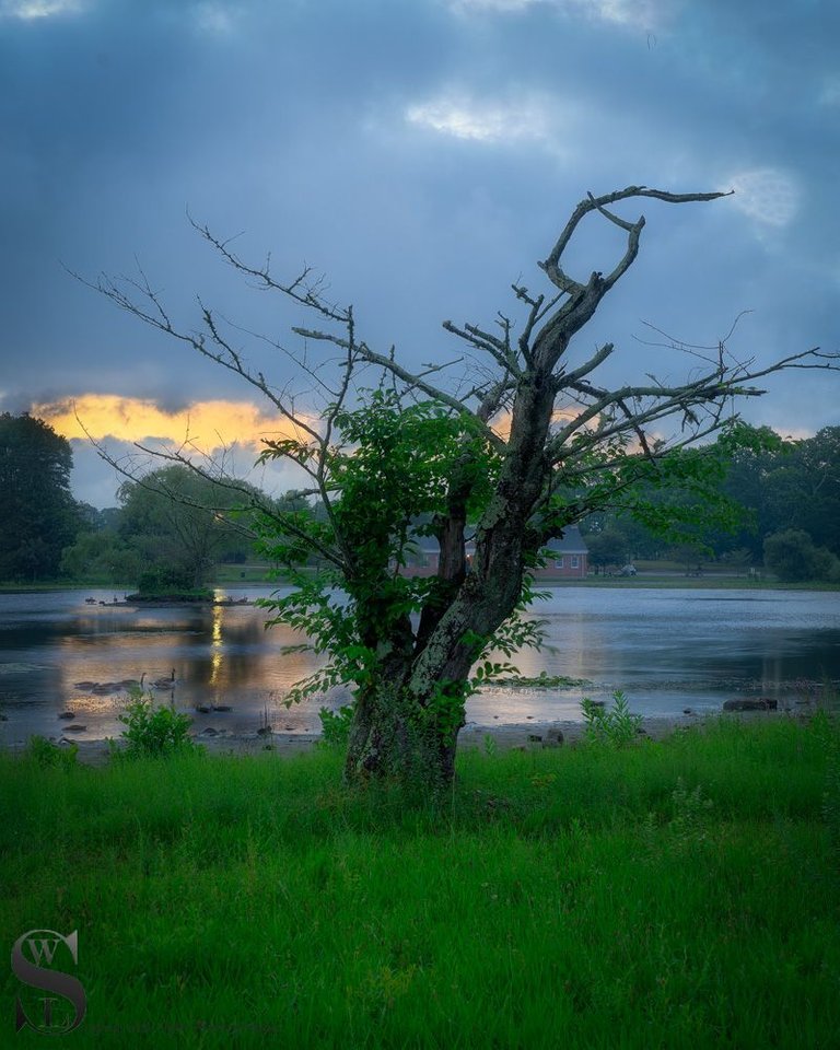 early morning buttonwood park-4.jpg