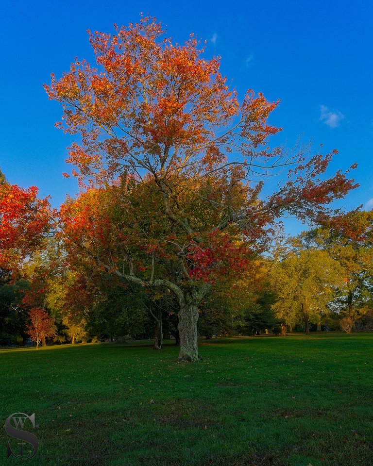 fall hazelwood park-3.jpg