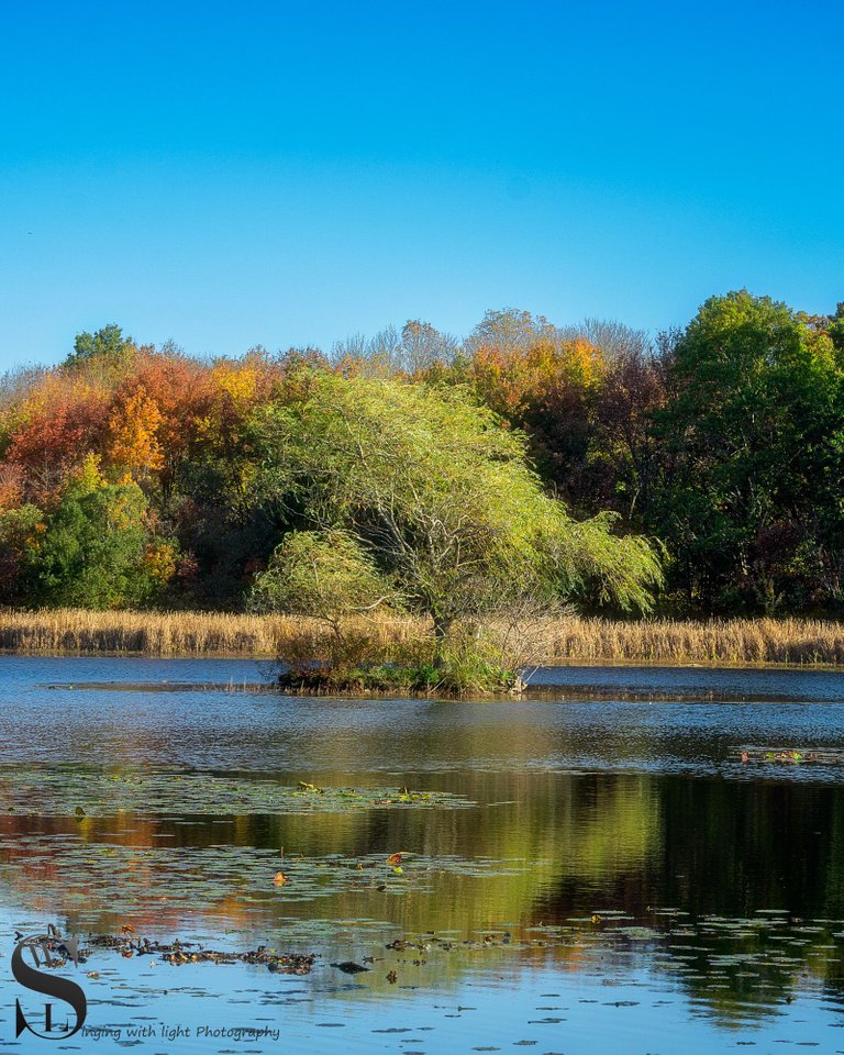 the tree on the pond-6.jpg