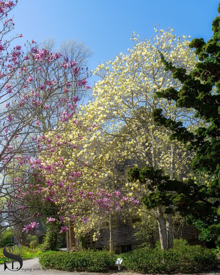 blossoms haskell gardens-3.jpg