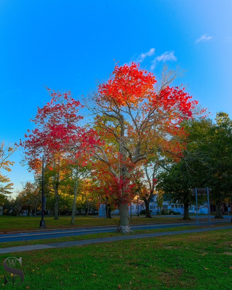 fall hazelwood park-4.jpg