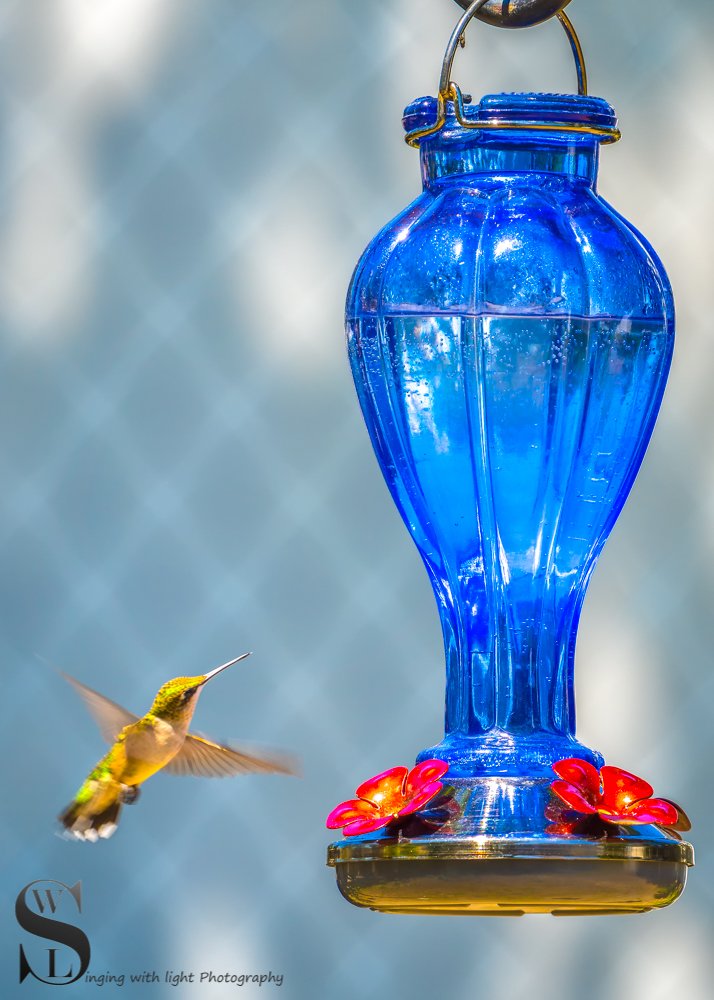 hummingbirds3.jpg