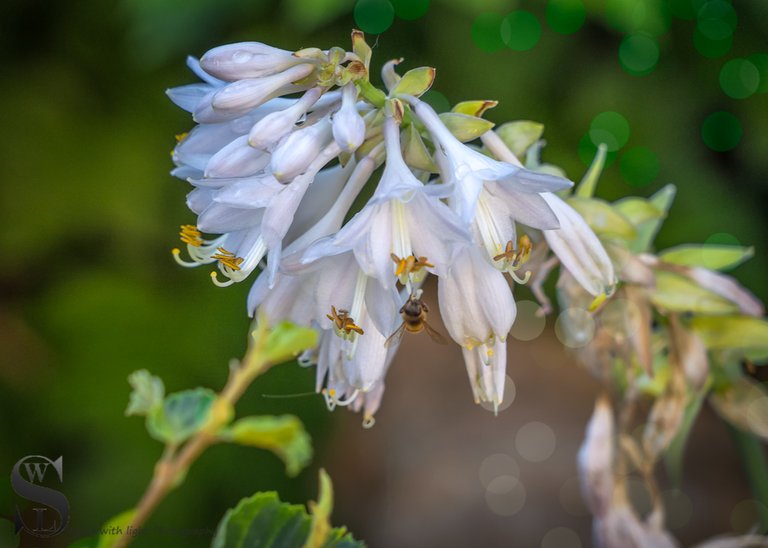 1 1 flower with added Bokeh2.jpg