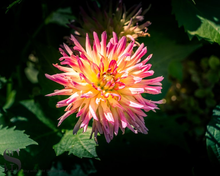 Heritage gardens flowers.jpg