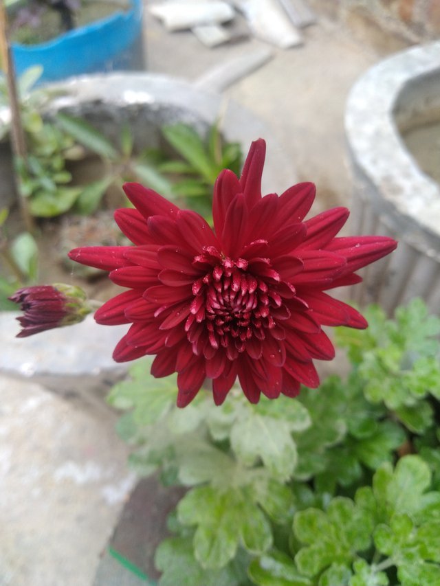 flower.jfif