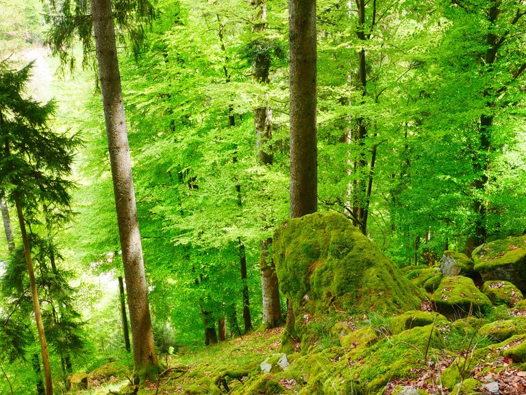 Green Forest, Stone under green.JPG
