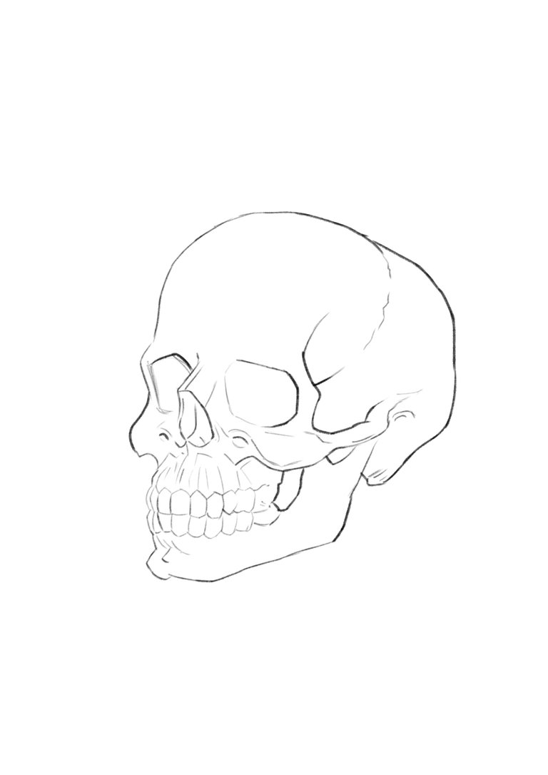 skull pic 1-1.jpg